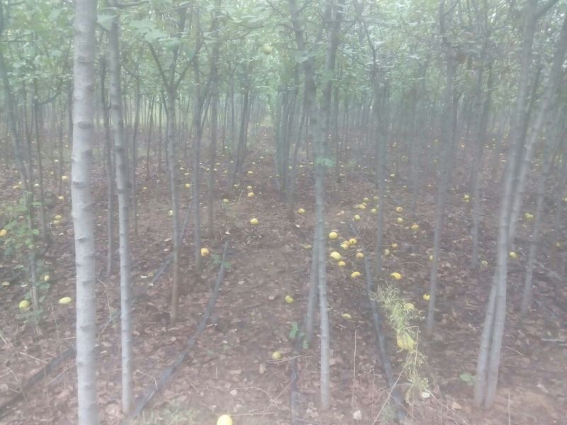 木瓜树261~300cm