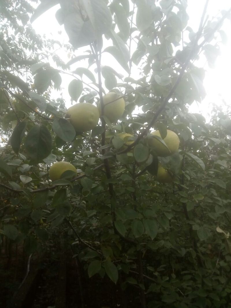 木瓜树261~300cm