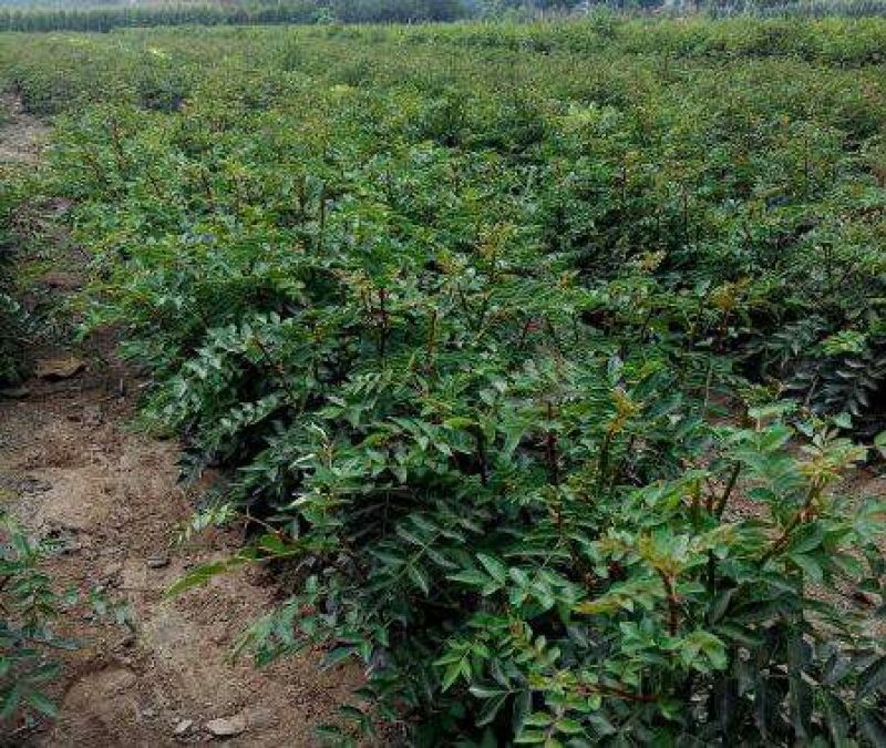 大红袍花椒苗1~2年