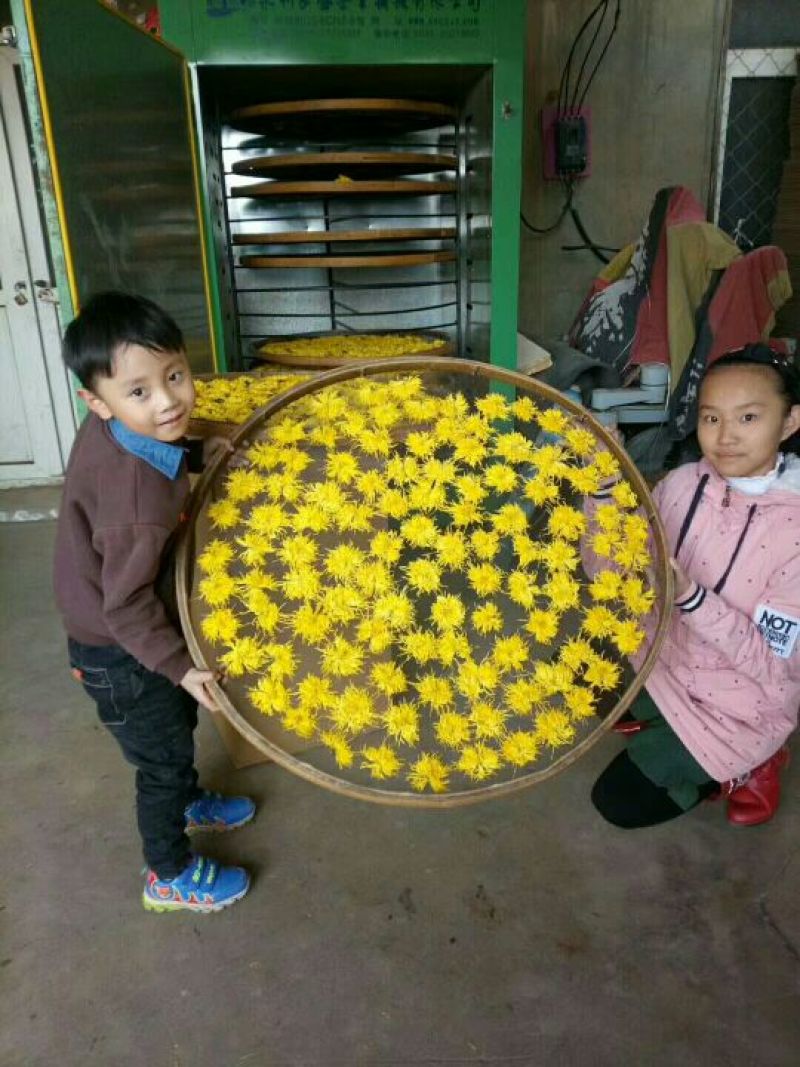 金丝皇菊茶全国第一纯天然无公害