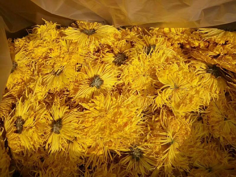 金丝皇菊茶全国第一纯天然无公害