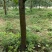 苹果树8~10cm8~10cm1.5~2米