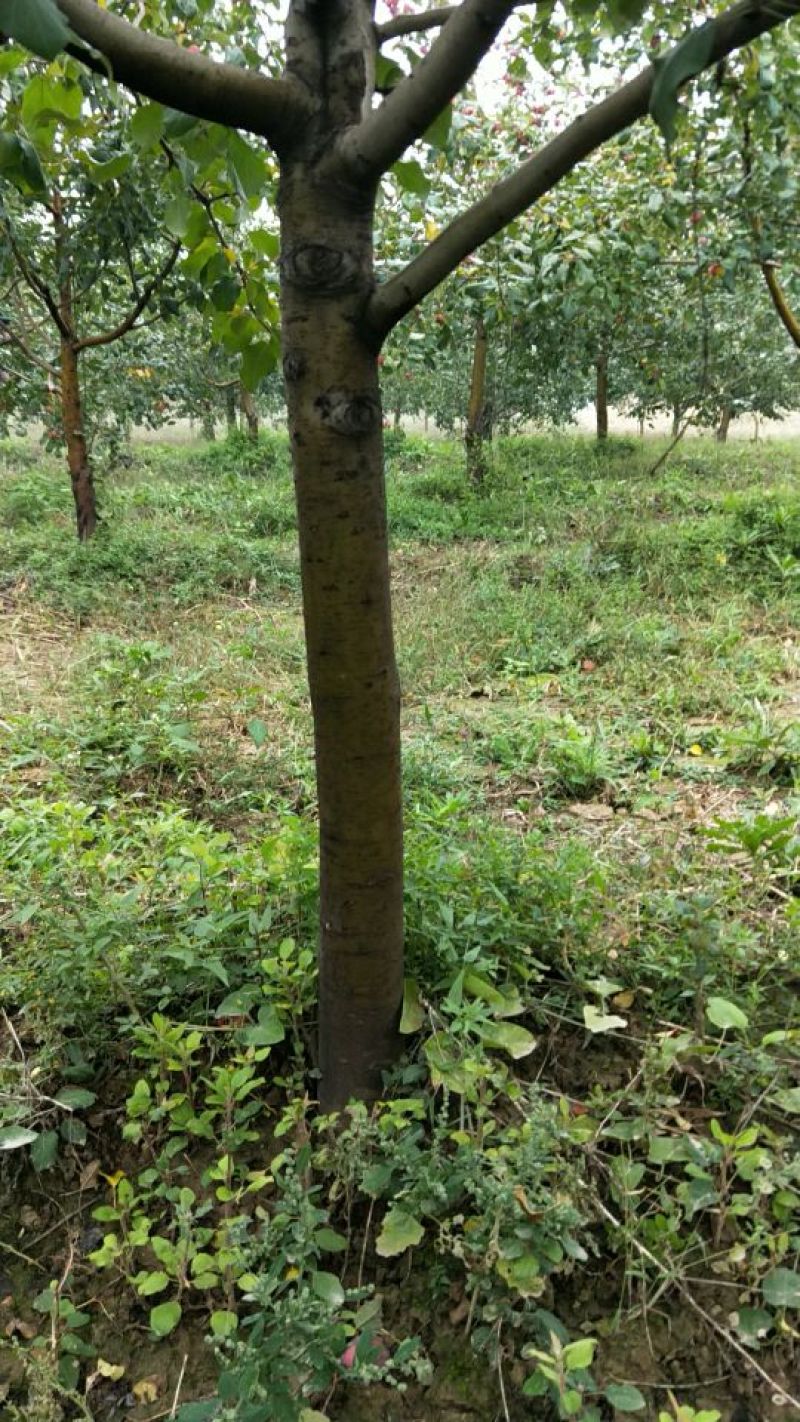 苹果树8~10cm8~10cm1.5~2米