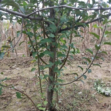 苹果树8~10cm8~10cm1.5~2米