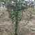 苹果树8~10cm8~10cm1.5~2米