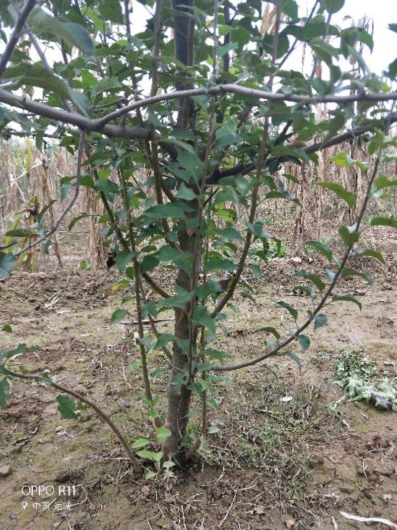 苹果树8~10cm8~10cm1.5~2米