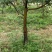 苹果树8~10cm8~10cm1.5~2米