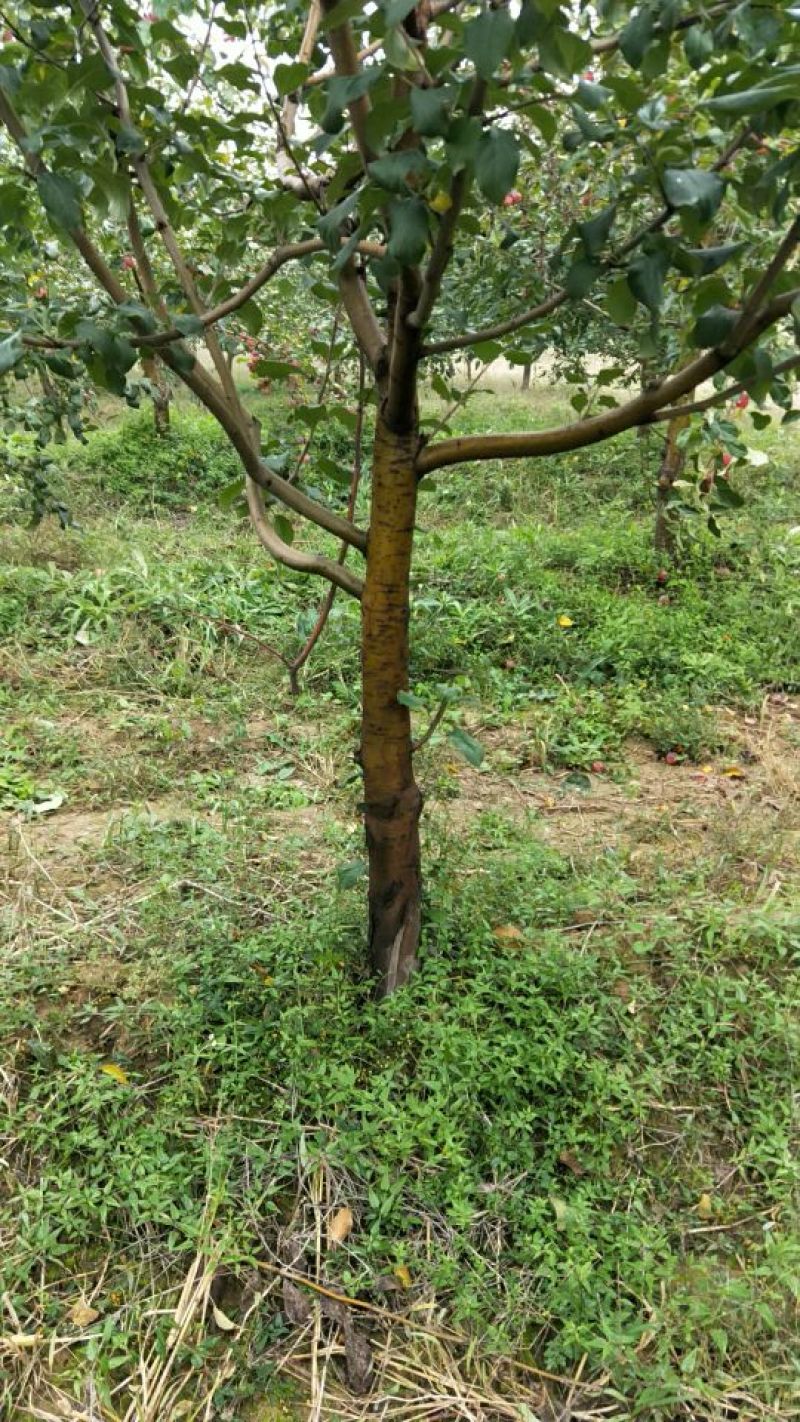 苹果树8~10cm8~10cm1.5~2米
