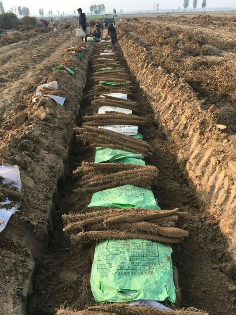 山药3~4厘米特级手捡70~90厘米