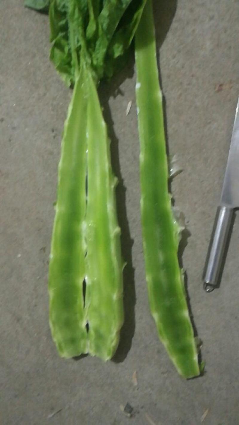 三青圆叶莴笋，红叶莴苣1.5~2斤50~60cm电联下单