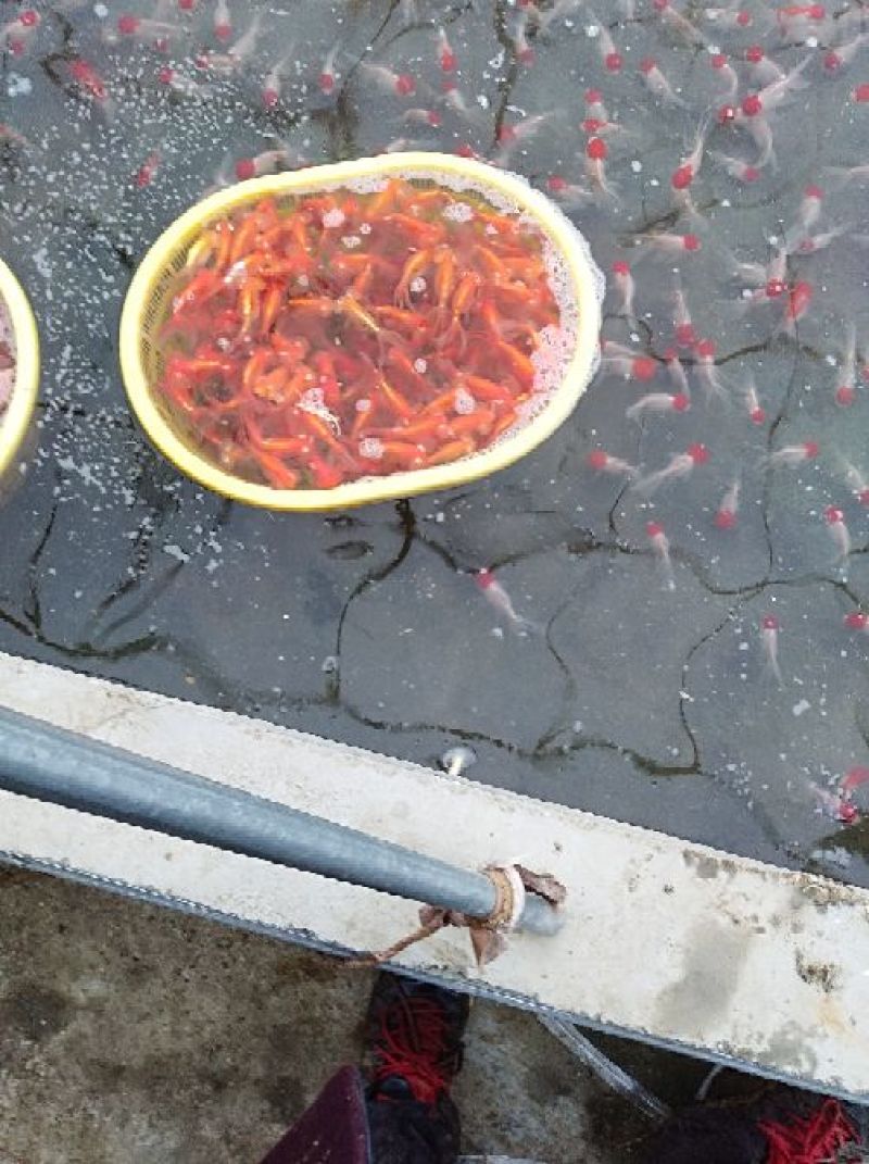 本合作社常年供应金鱼锦鲤各种观赏鱼