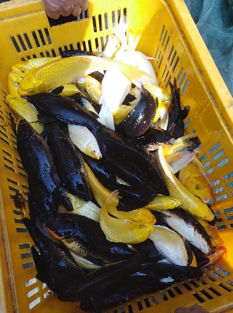 本合作社常年供应金鱼锦鲤各种观赏鱼
