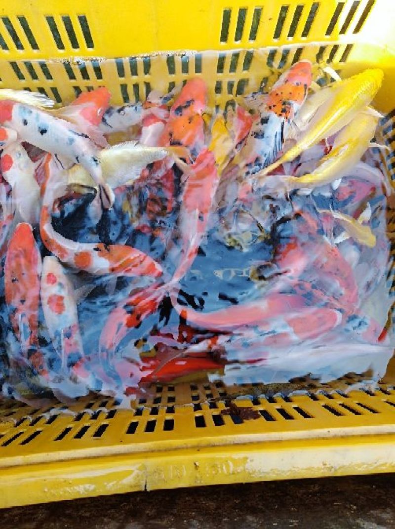 本合作社常年供应金鱼锦鲤各种观赏鱼