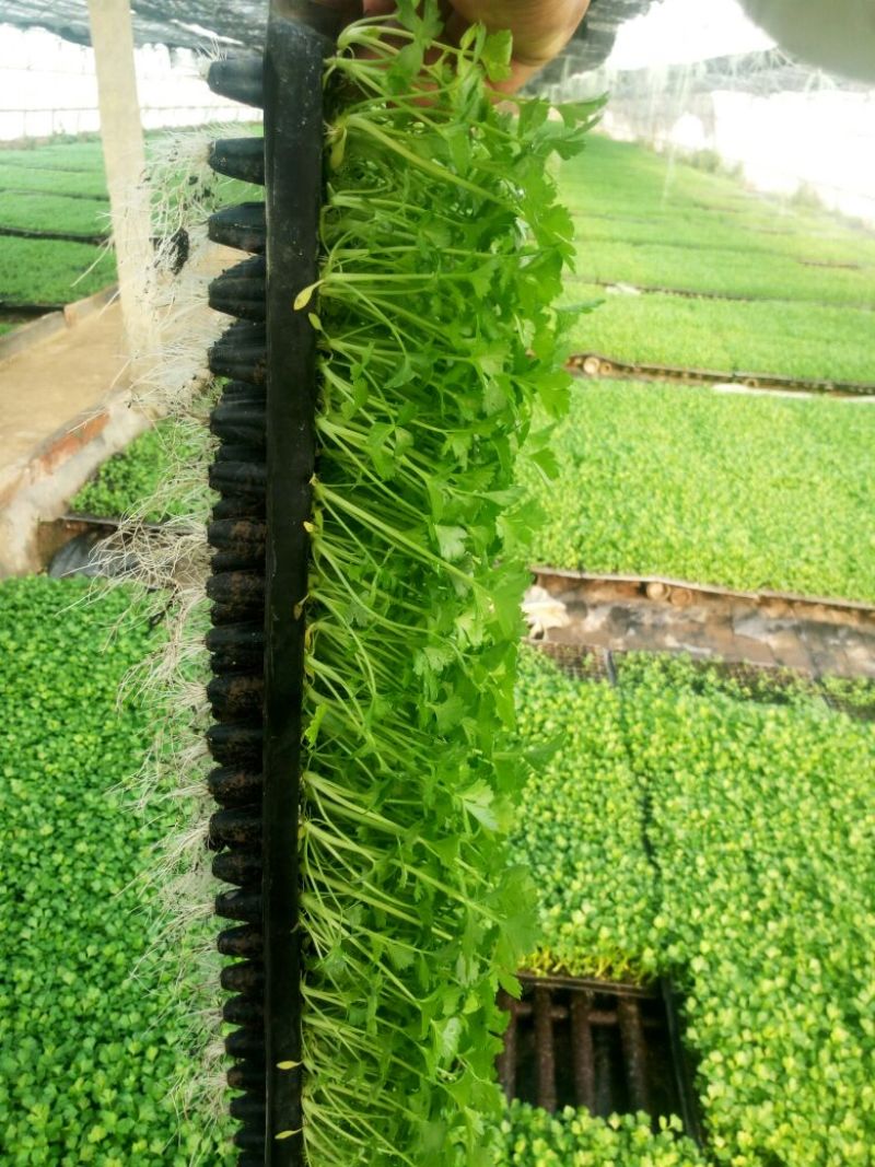 西芹苗15~20cm