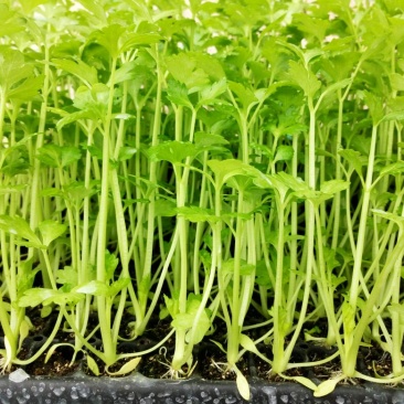西芹苗15~20cm