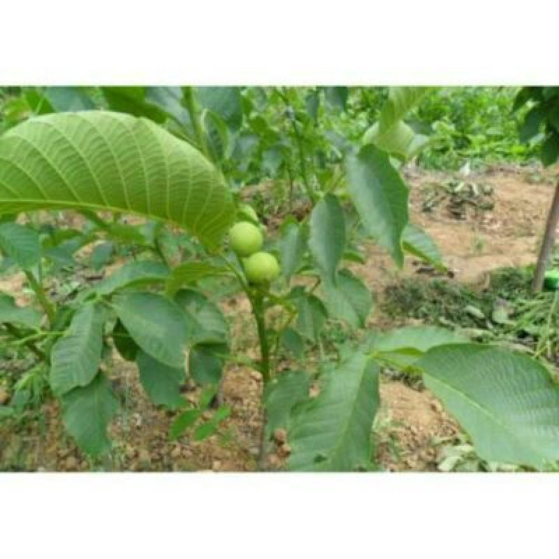 8518核桃苗二年苗基地直供品种齐全