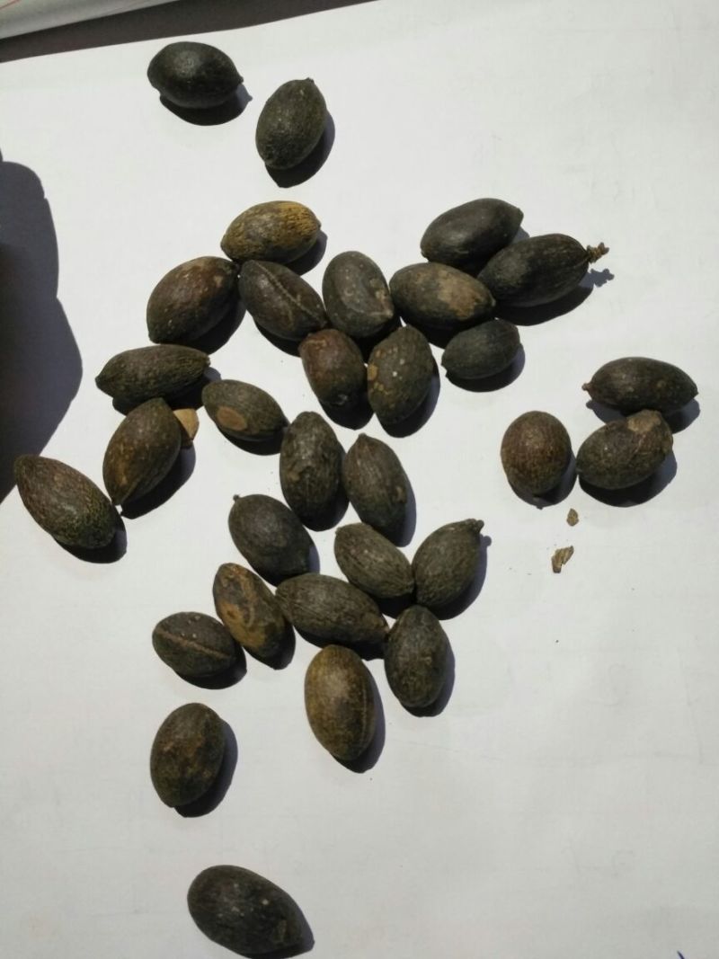 葵树子广西1公斤起批无硫无添加不包邮正品