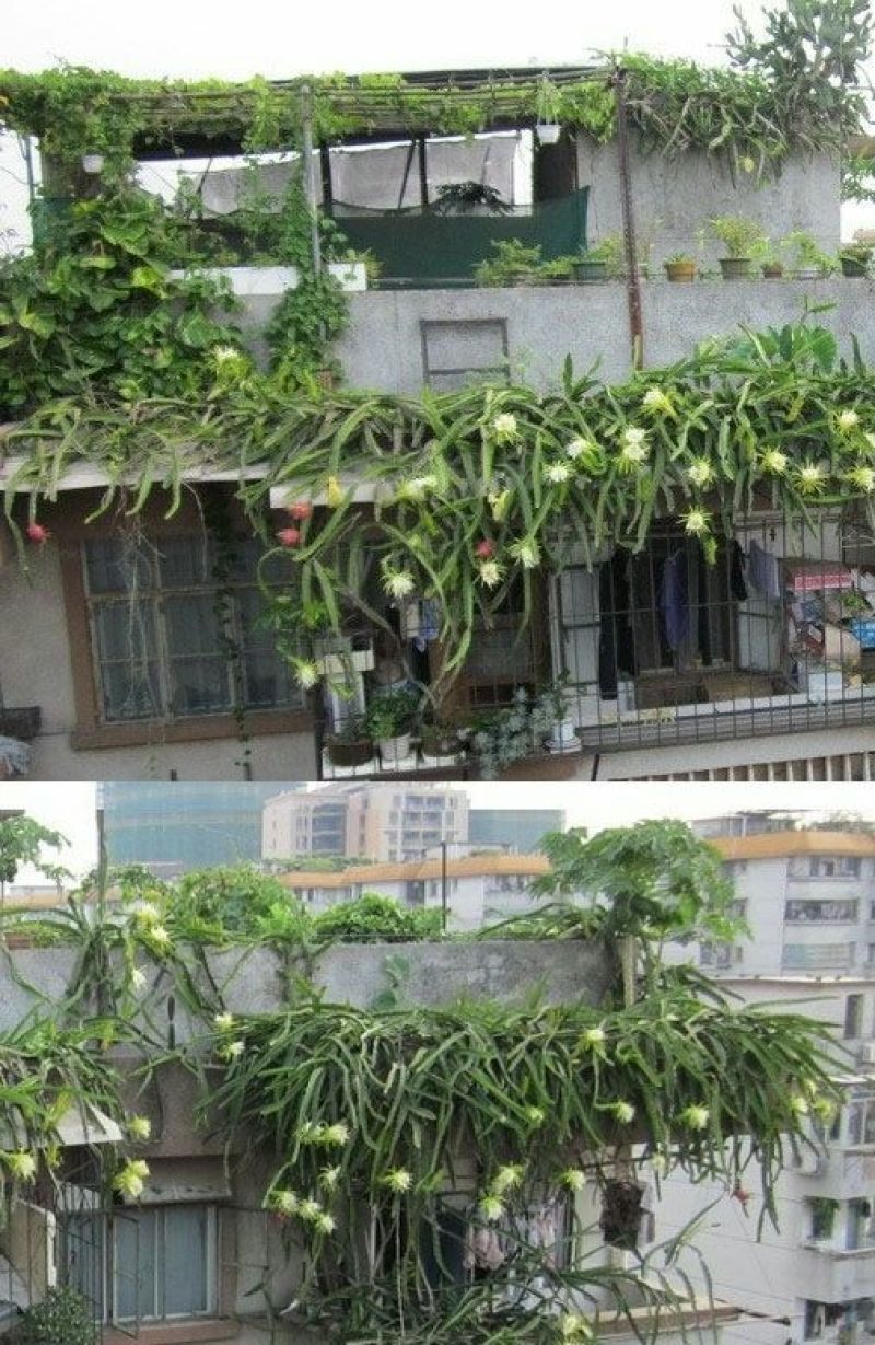 红心火龙果苗20~30cm种苗