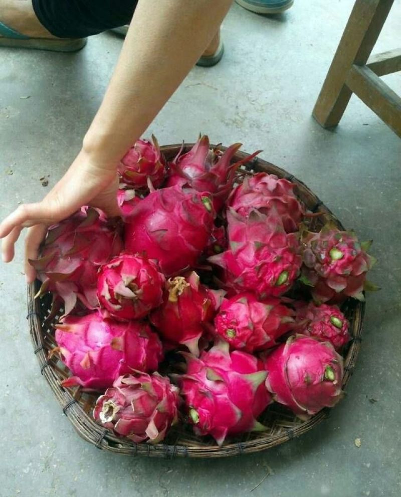红心火龙果苗20~30cm种苗