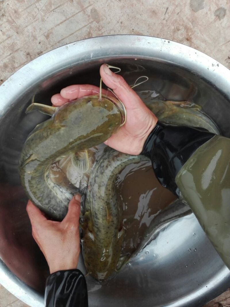 大量出售优质大口鲶食用