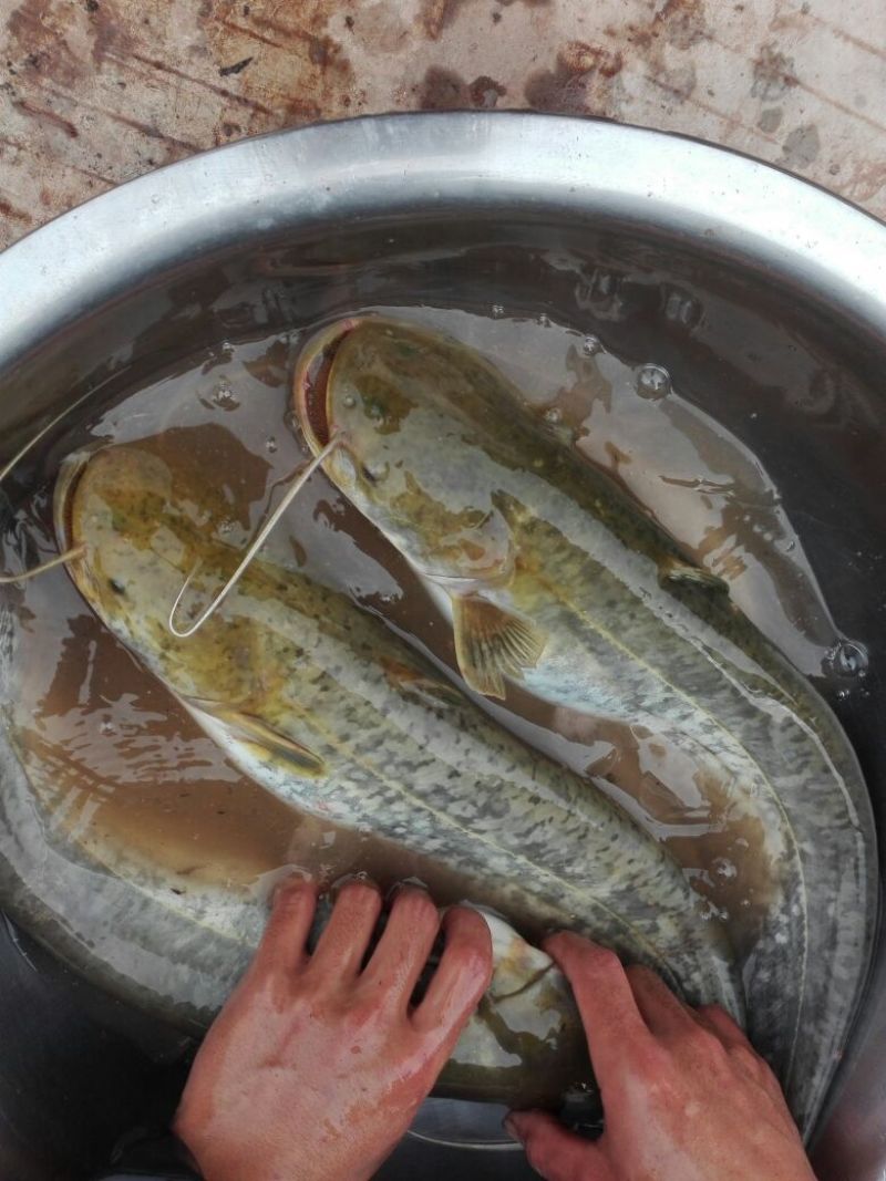 大量出售优质大口鲶食用