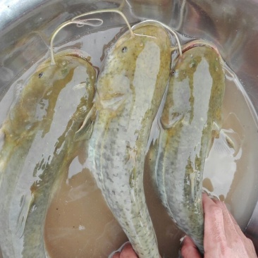 大量出售优质大口鲶食用