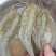 大量出售优质大口鲶食用