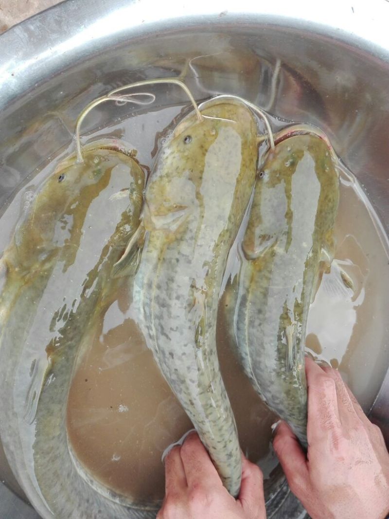 大量出售优质大口鲶食用