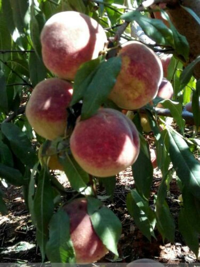 冬桃苗80cm以上最晚熟的品种卖价高，市场前景广阔