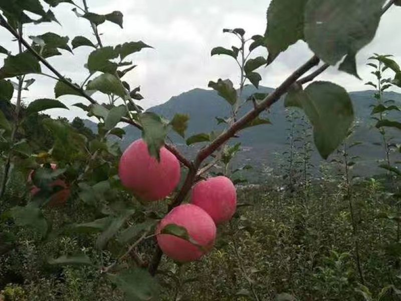 红富士苹果，阳光果，套袋果，欢迎各界朋友选购