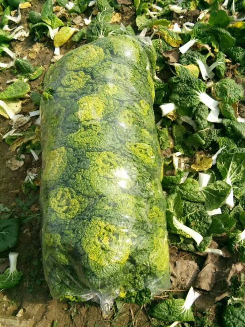 黄心菜10~15cm