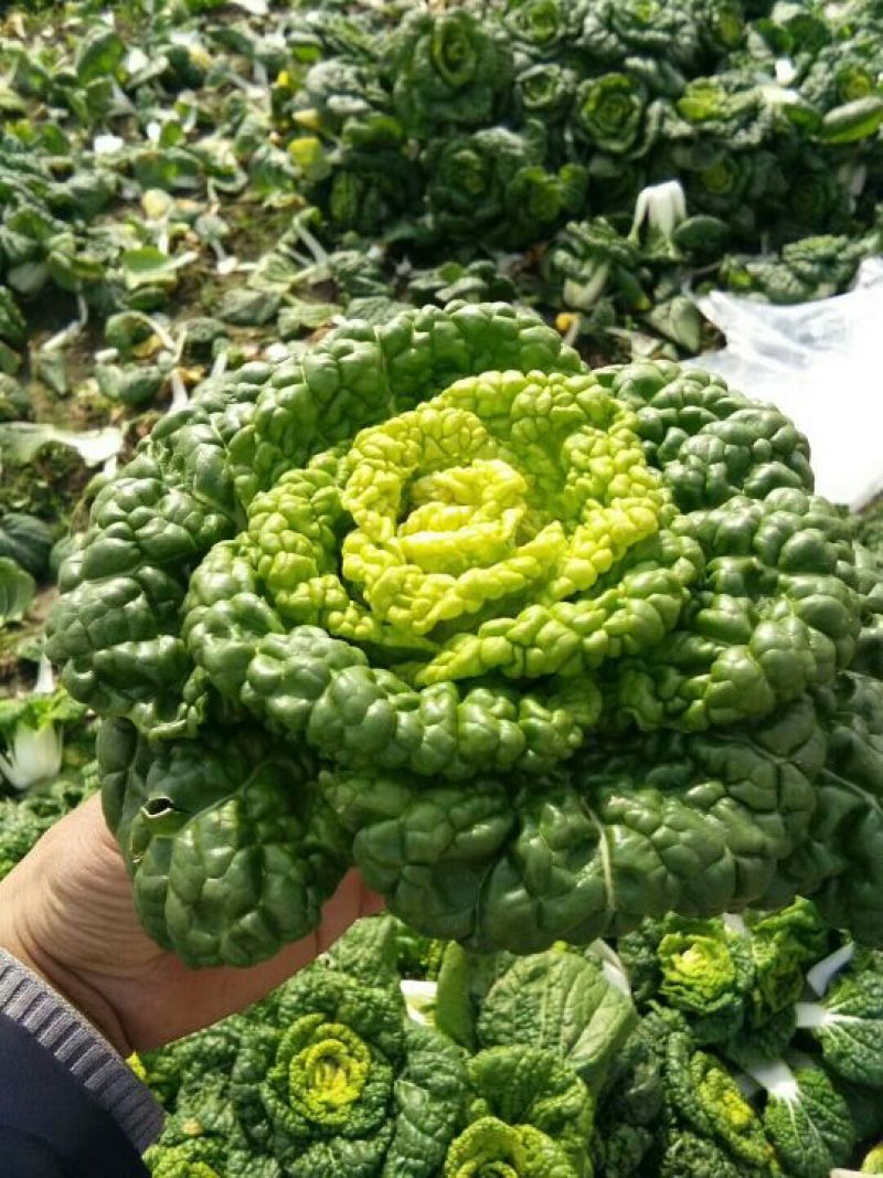 黄心菜10~15cm