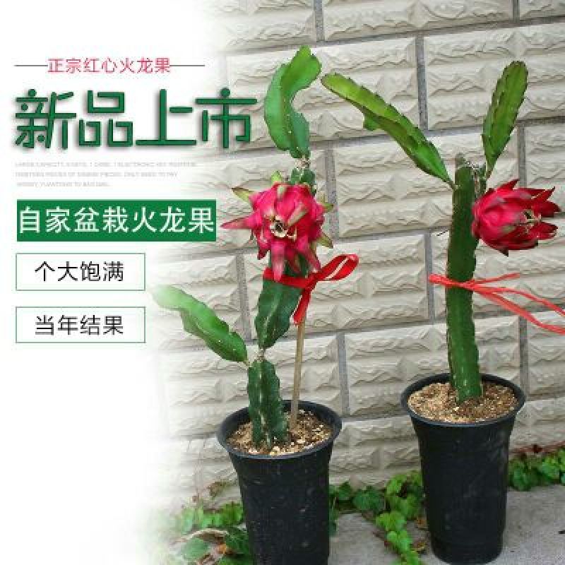红心火龙果苗20~30cm种苗