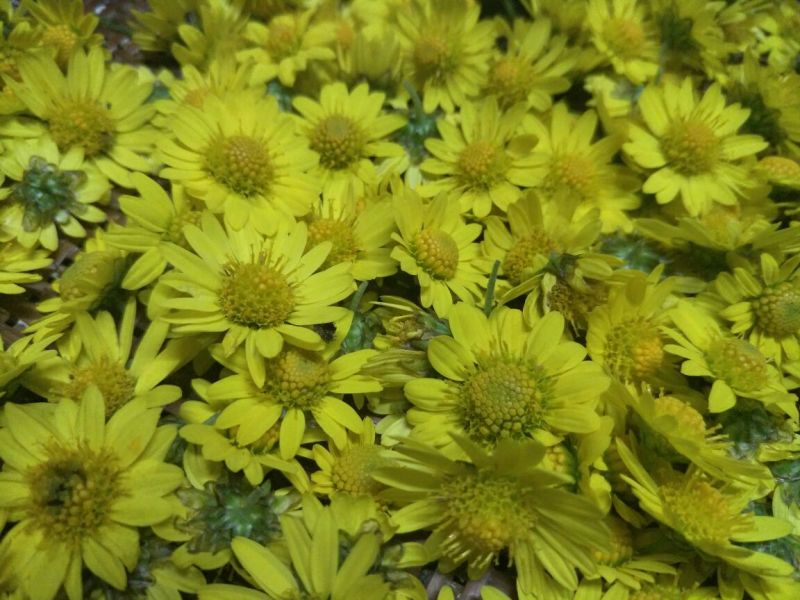 野菊花散装