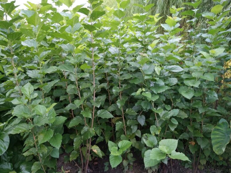台湾四季果桑苗40~50cm