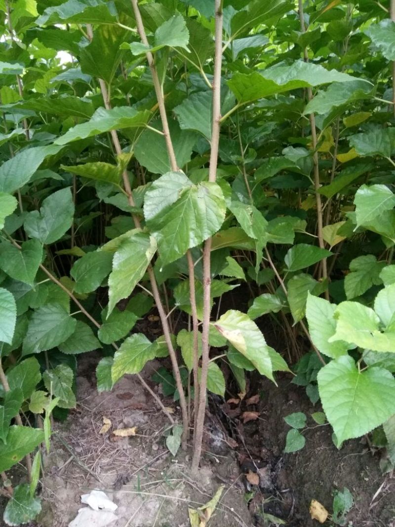 台湾四季果桑苗40~50cm