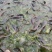 胡子鲶食用