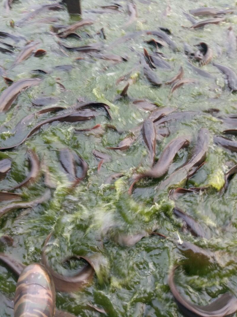胡子鲶食用