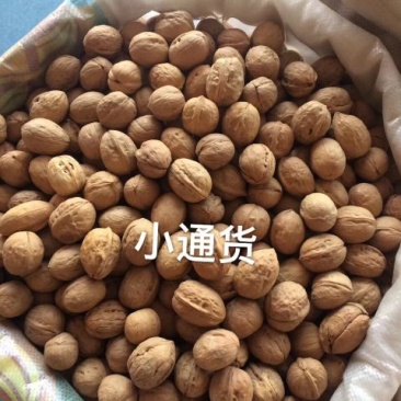 薄皮核桃去皮25~30mm干