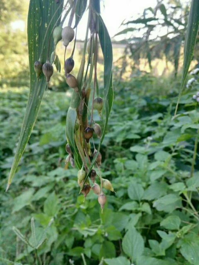 薏米散装