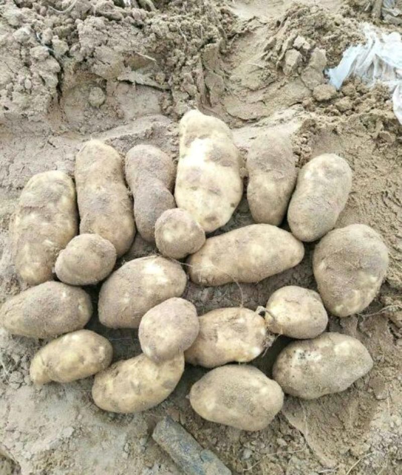 沃土5号3两以上精品装箱子装框子袋子你说了算