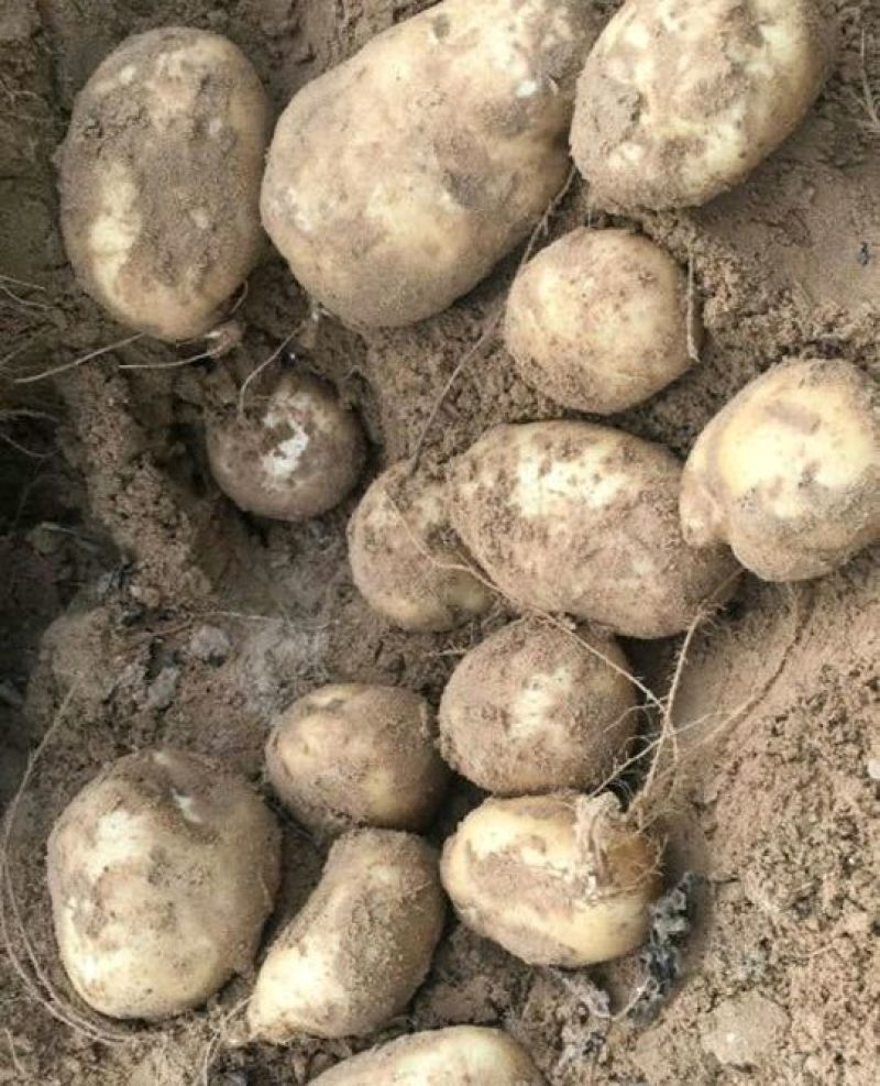 沃土5号3两以上精品装箱子装框子袋子你说了算