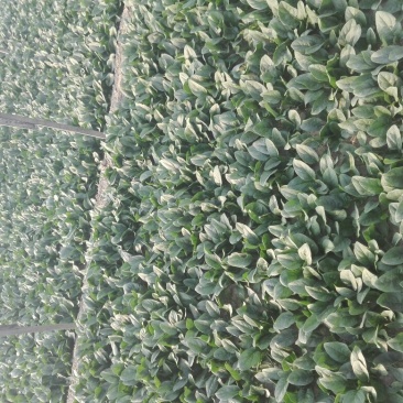 大叶菠菜20~25厘米