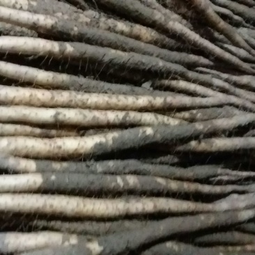 小白嘴白山药2~3厘米40~50厘米一级通货