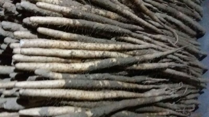 小白嘴白山药2~3厘米40~50厘米一级通货