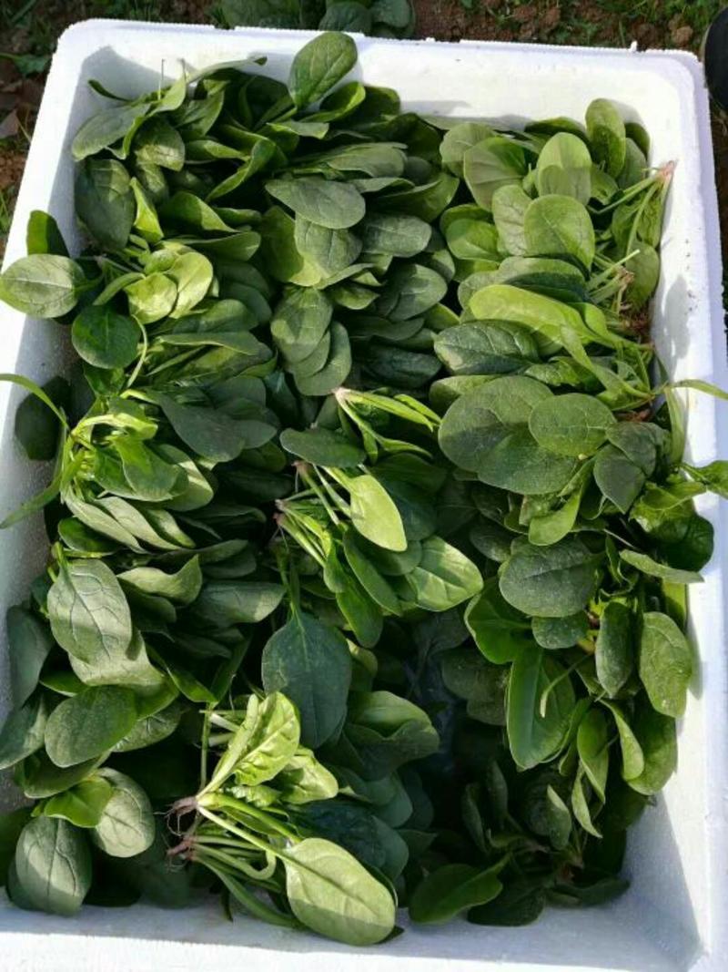 菠菜江苏精品黑园叶菠菜10~15厘米加工脱水菠菜