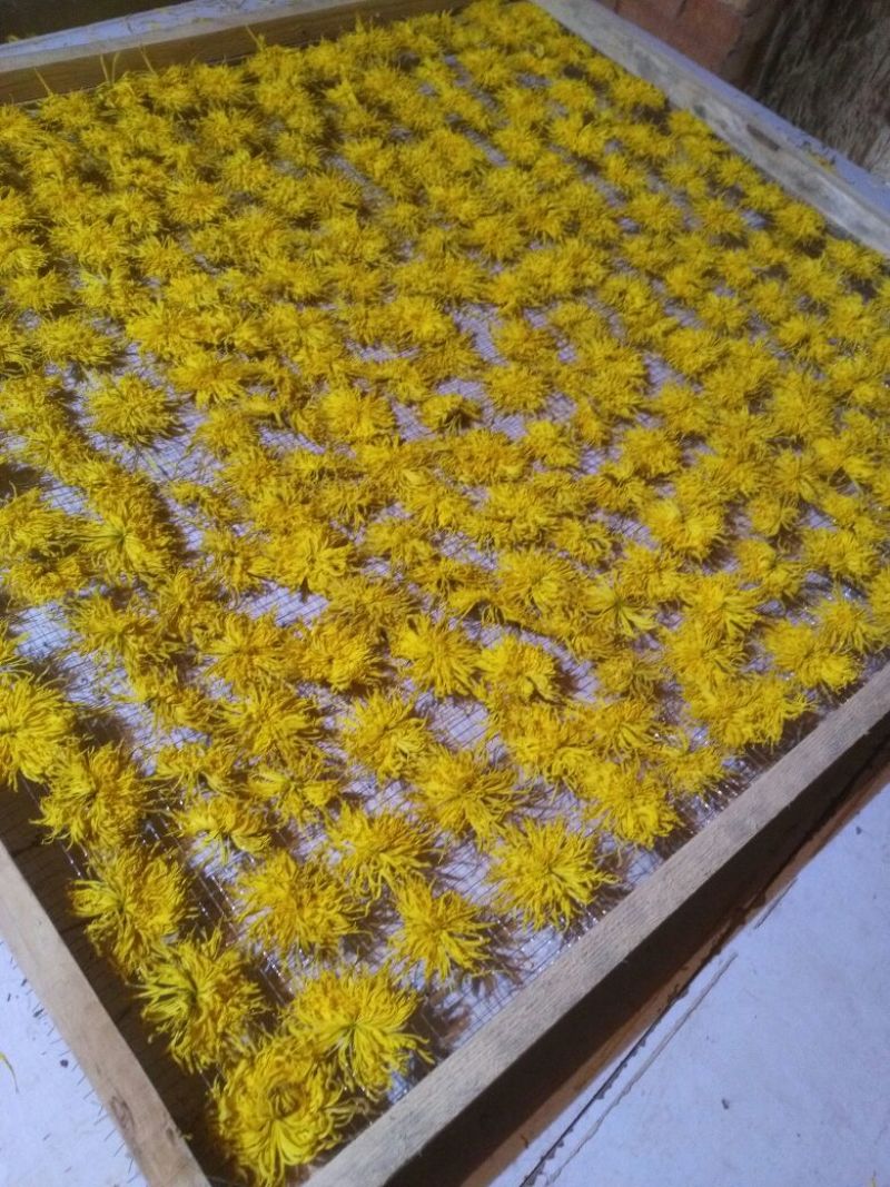 菊花茶特级