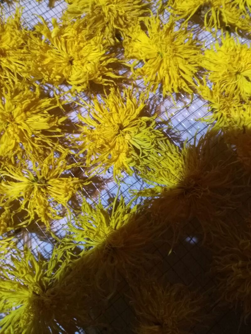 菊花茶特级