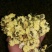 怀菊花袋装