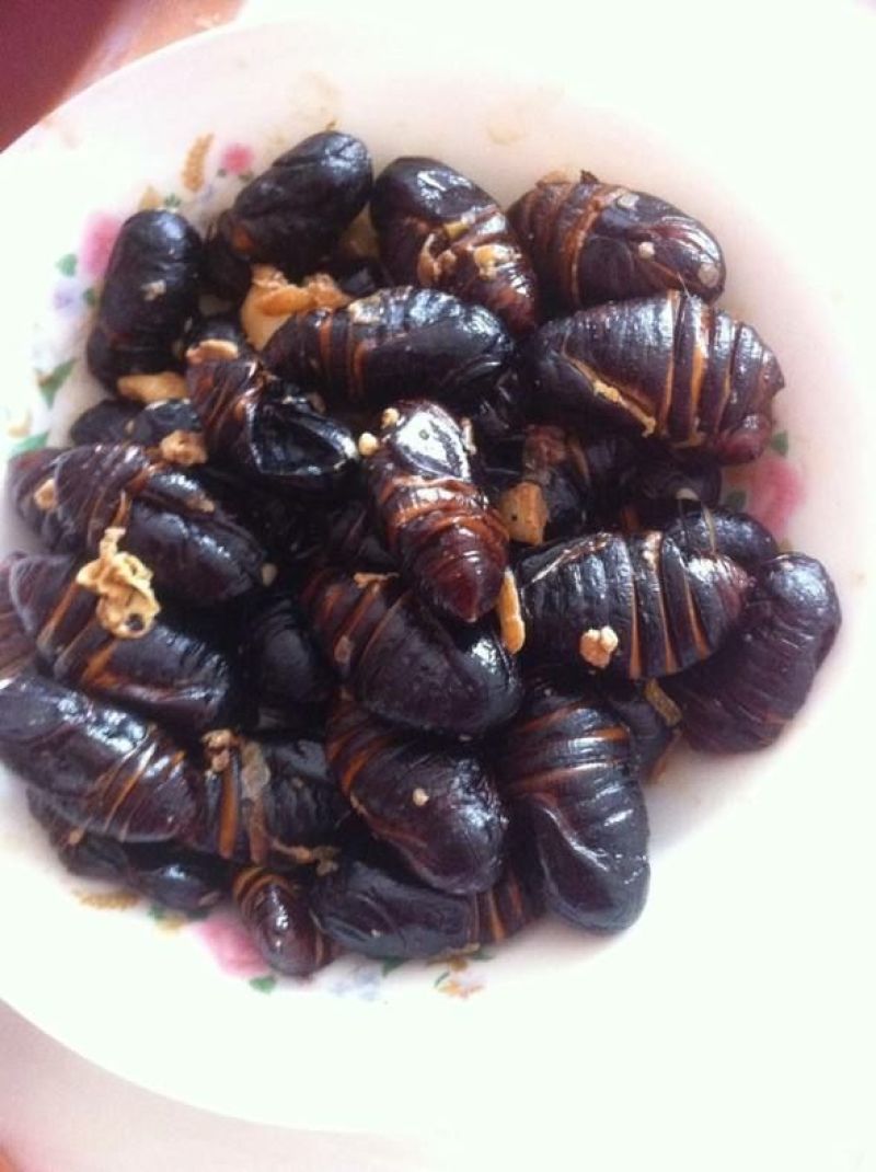 茧蛹